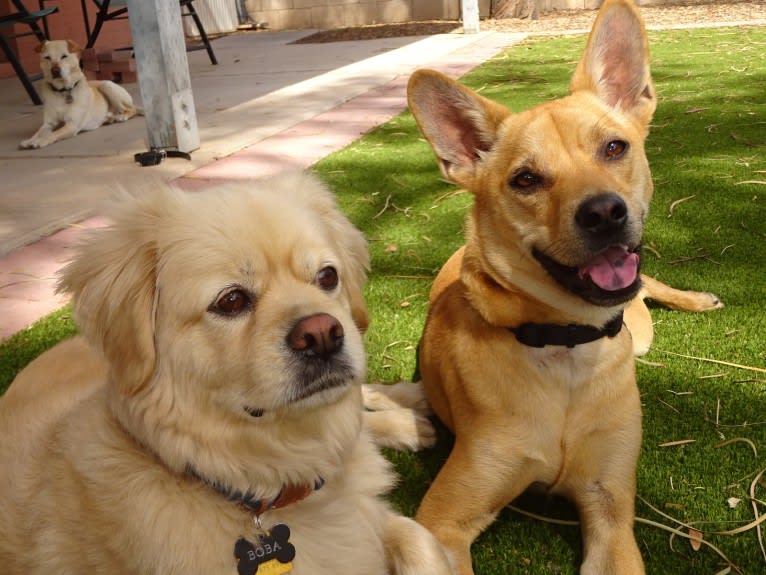 Bean, a Chow Chow and Chihuahua mix tested with EmbarkVet.com