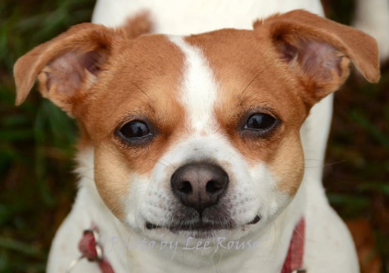Ginger, a Boston Terrier and Beagle mix tested with EmbarkVet.com
