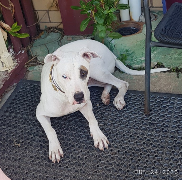 Zeus, an American Pit Bull Terrier and Australian Cattle Dog mix tested with EmbarkVet.com