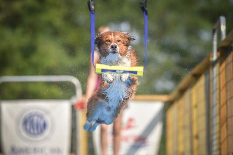 Mac, an English Shepherd tested with EmbarkVet.com