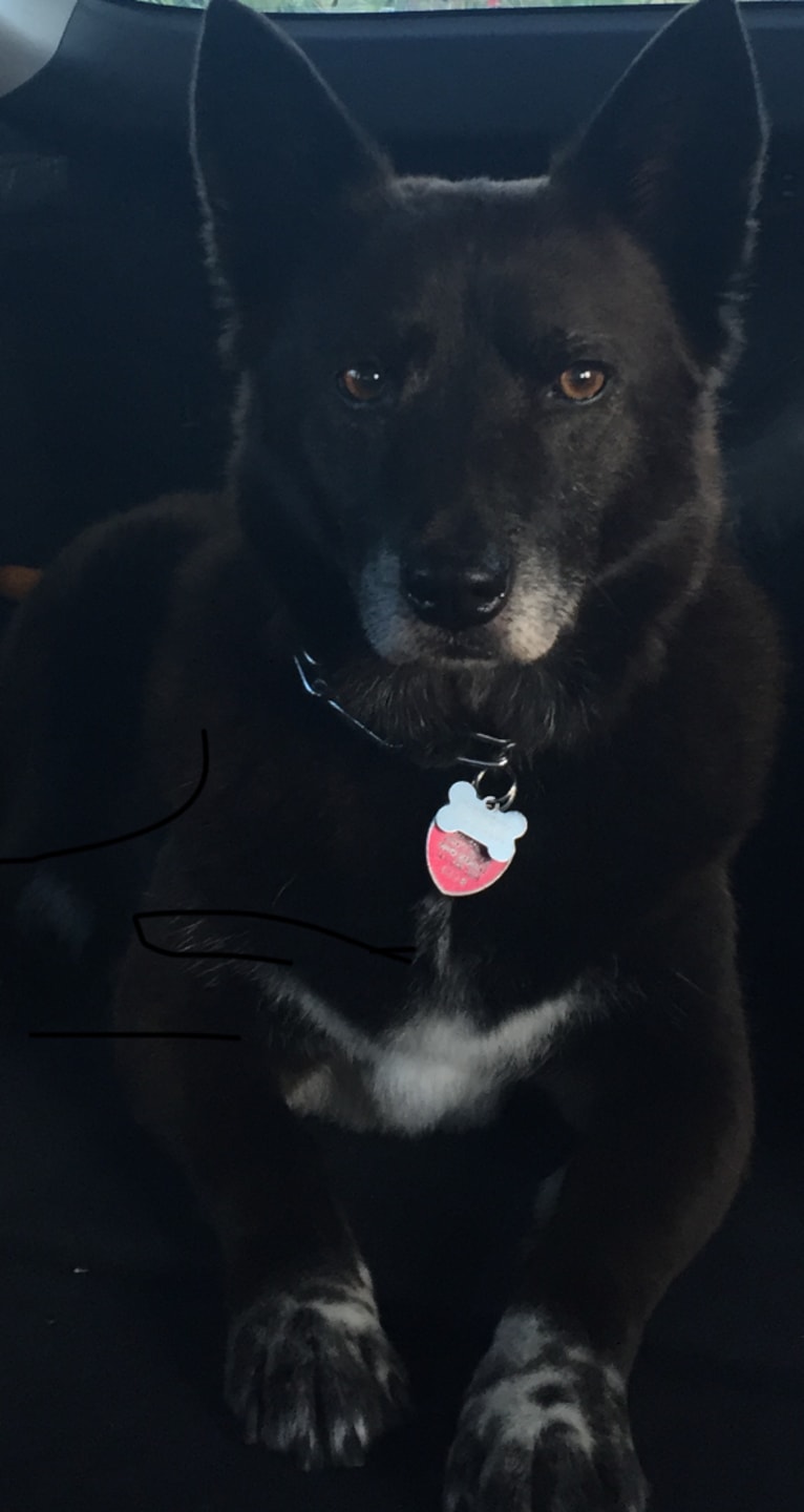 Fox, a Chow Chow and Australian Cattle Dog mix tested with EmbarkVet.com