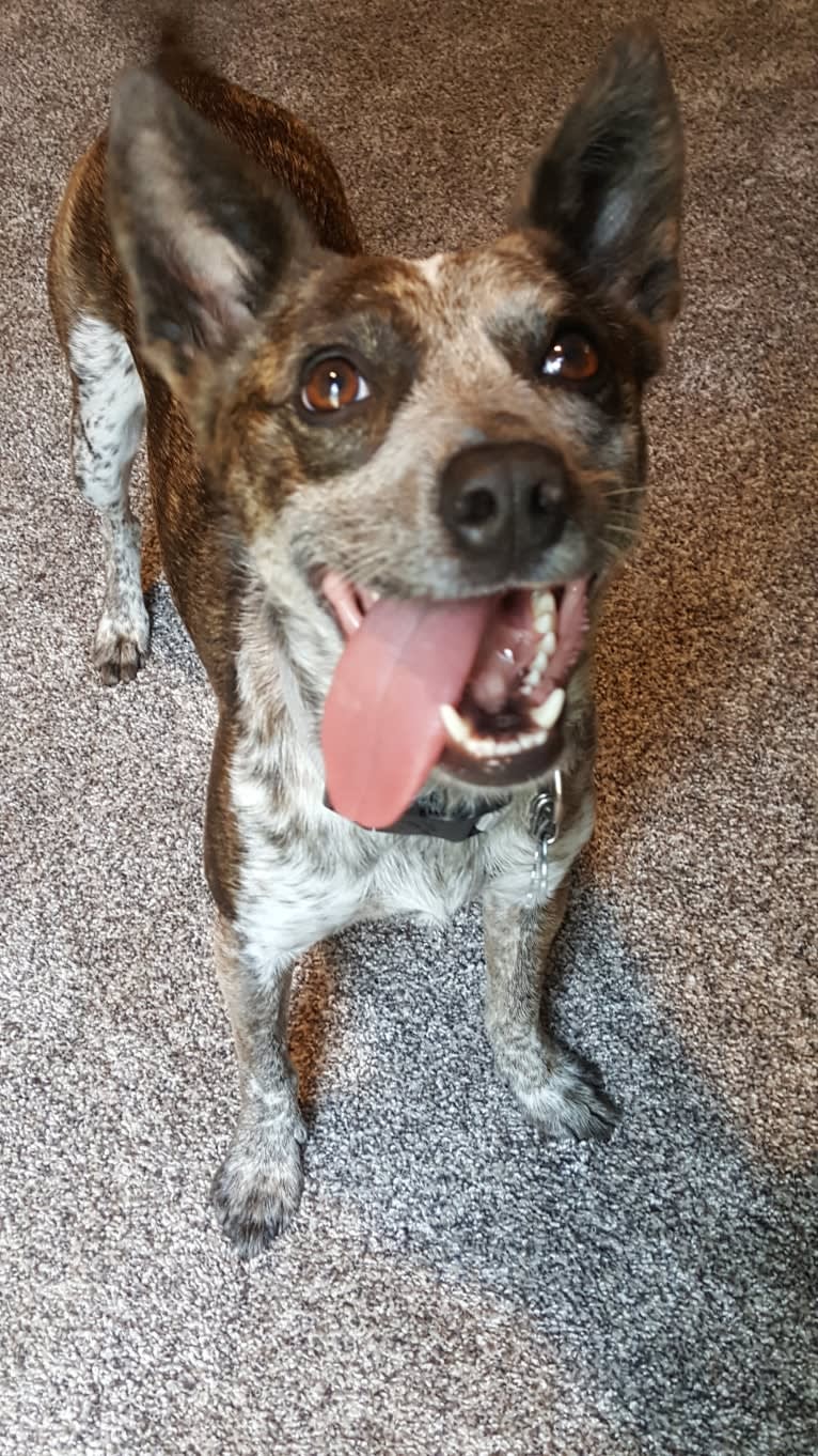 Banshee Boo, an Australian Cattle Dog and American Pit Bull Terrier mix tested with EmbarkVet.com