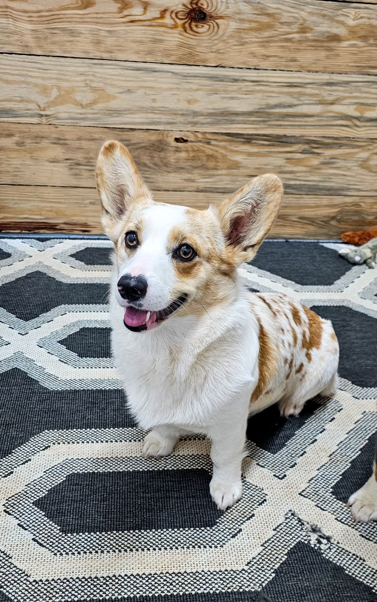 Bonnie, a Pembroke Welsh Corgi tested with EmbarkVet.com