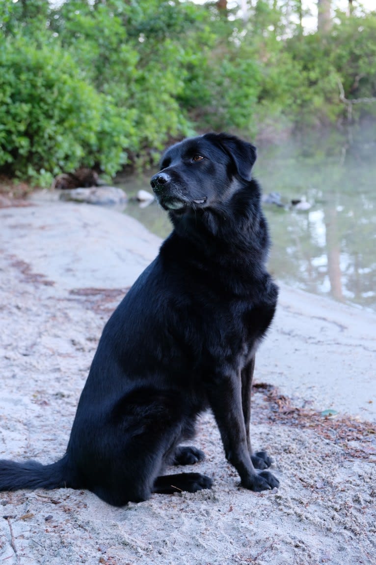 Riley, a Weimaraner and Labrador Retriever mix tested with EmbarkVet.com