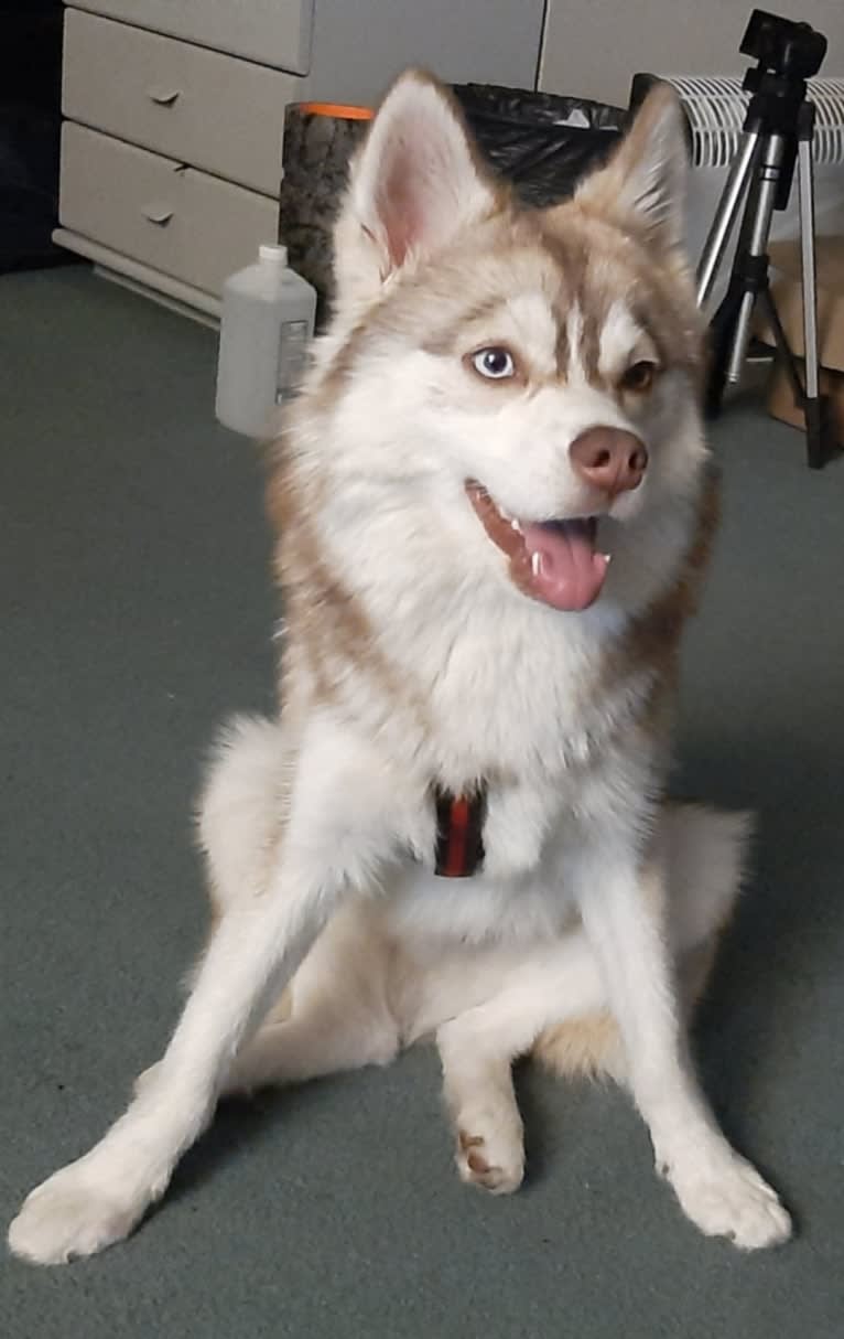 Simba, a Siberian Husky and Pomeranian mix tested with EmbarkVet.com