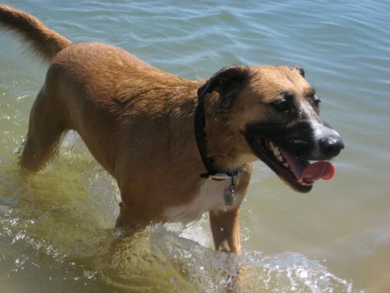 Harley, an American Pit Bull Terrier and Chow Chow mix tested with EmbarkVet.com