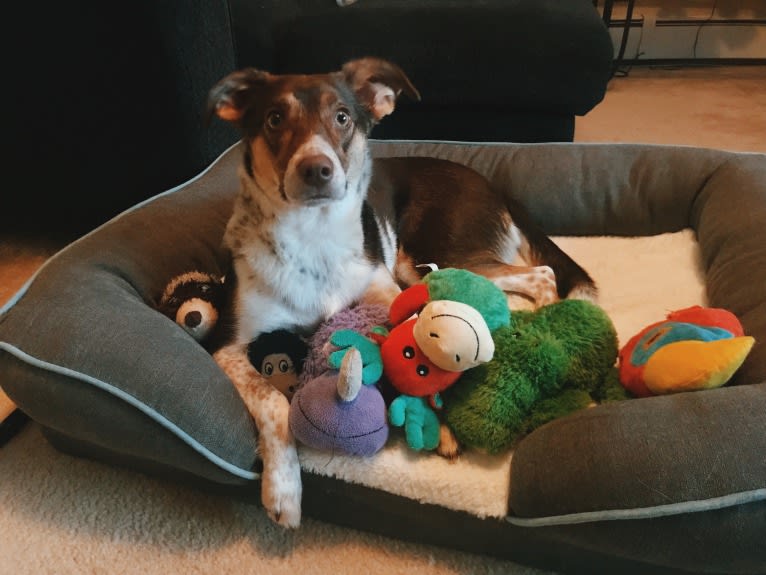 Nova, a Rat Terrier and German Shepherd Dog mix tested with EmbarkVet.com