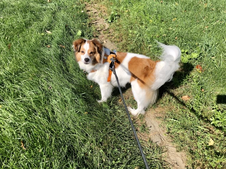 Cooper, an Australian Cattle Dog and Shih Tzu mix tested with EmbarkVet.com