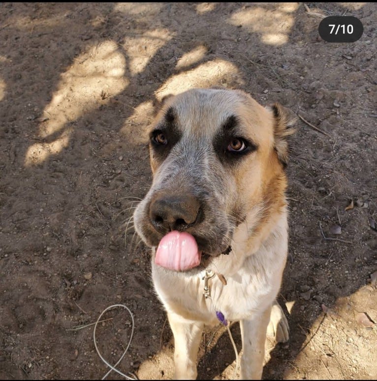 Smooshie, a West Asian Village Dog tested with EmbarkVet.com