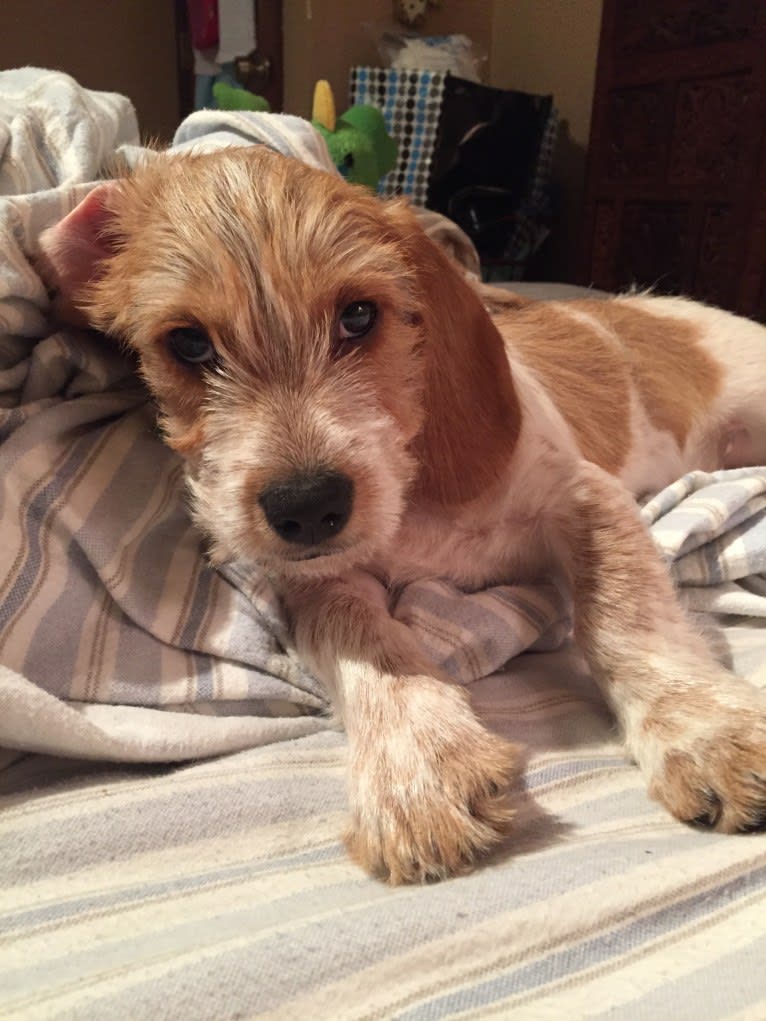 Beans, a Beagle and Yorkshire Terrier mix tested with EmbarkVet.com