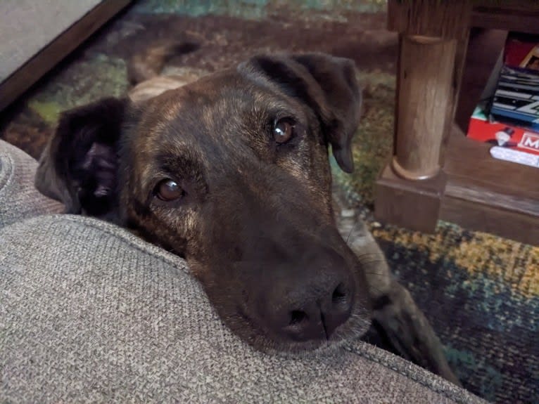 Zion, an American Pit Bull Terrier and Chow Chow mix tested with EmbarkVet.com