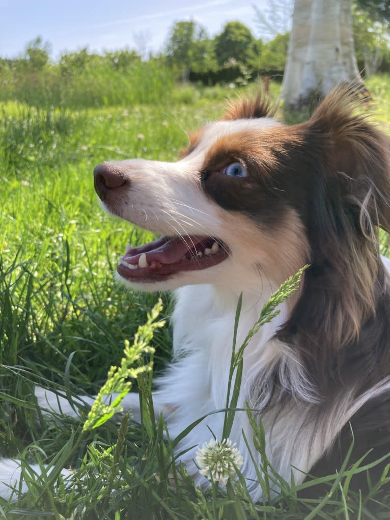 Ludo, an Australian Shepherd tested with EmbarkVet.com