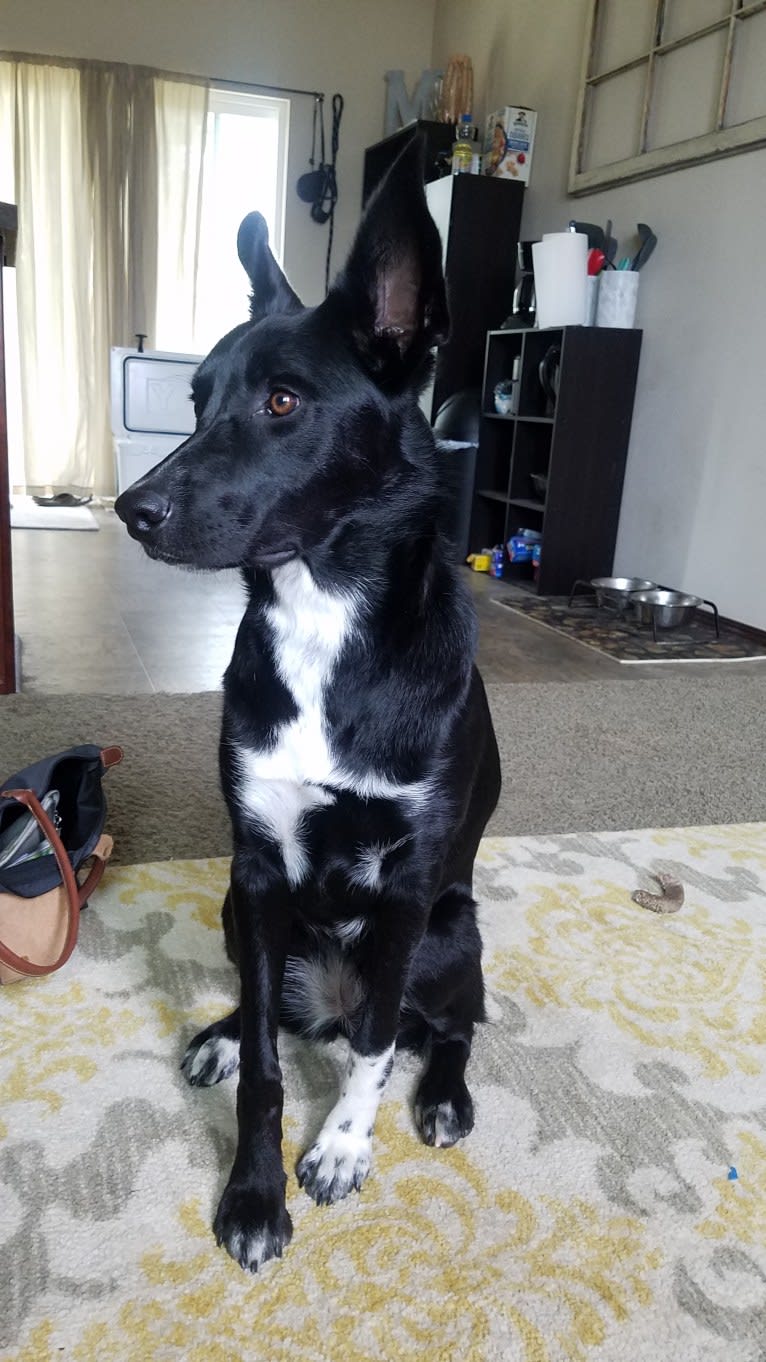 Olive, a Border Collie and German Shepherd Dog mix tested with EmbarkVet.com