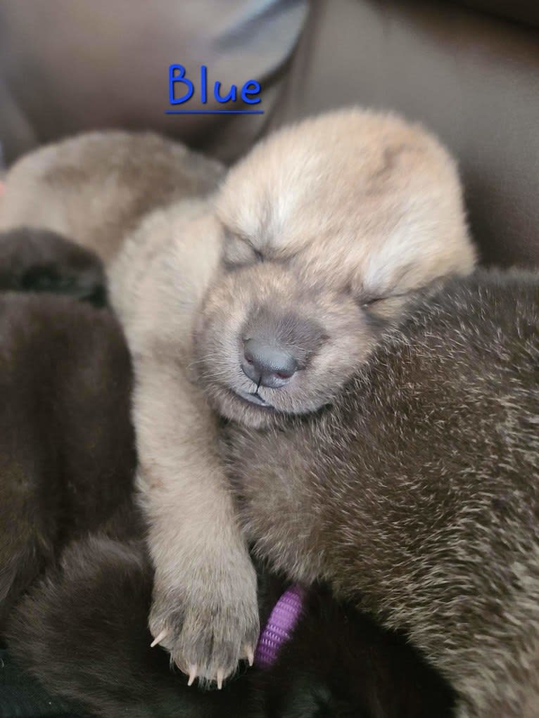 Valefor a dog tested with EmbarkVet.com
