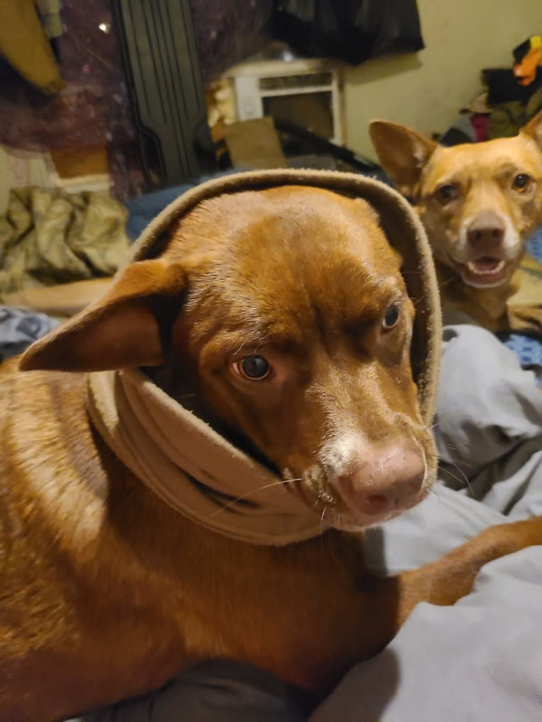 Cassidy, a Boston Terrier and Labrador Retriever mix tested with EmbarkVet.com