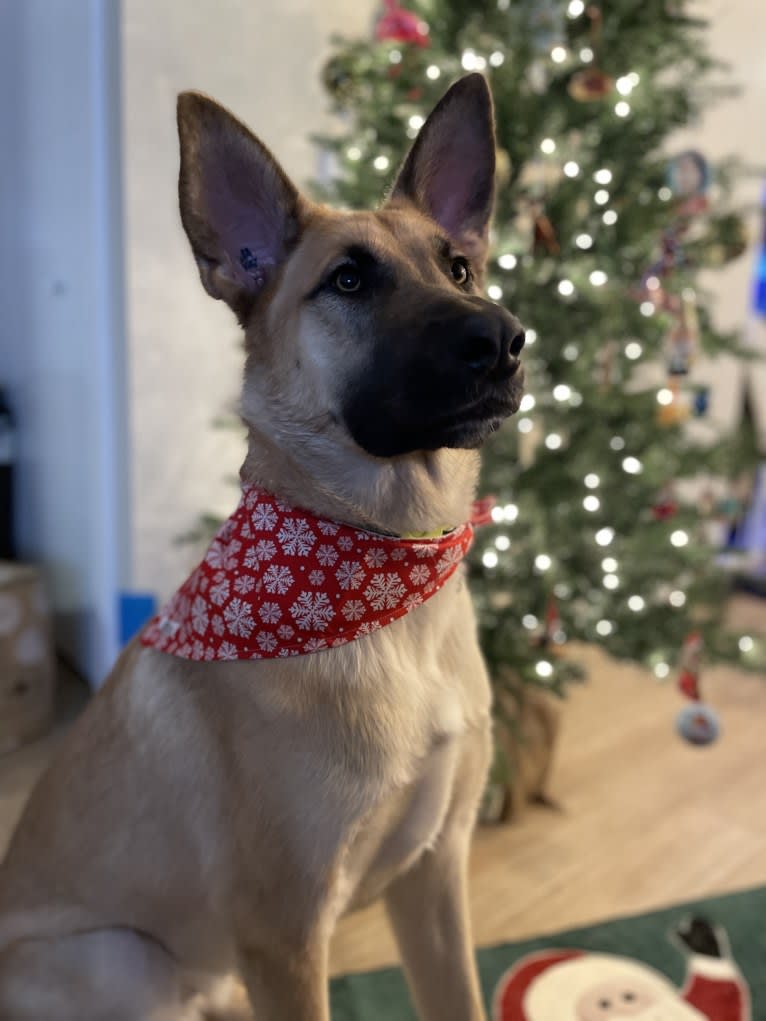 Enzo, a Siberian Husky and German Shepherd Dog mix tested with EmbarkVet.com