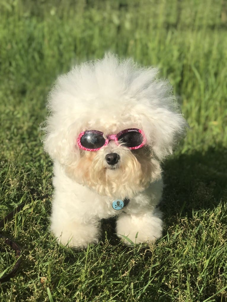 Charlotte Elizabeth, a Bichon Frise tested with EmbarkVet.com