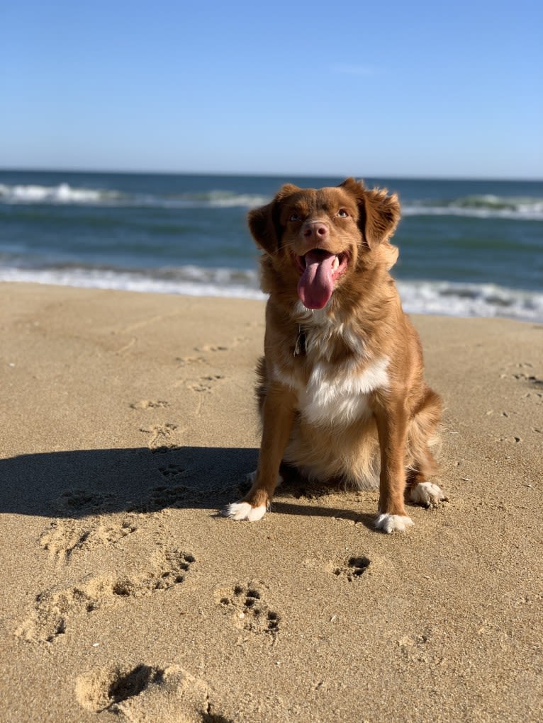 Nalu, a Nova Scotia Duck Tolling Retriever tested with EmbarkVet.com