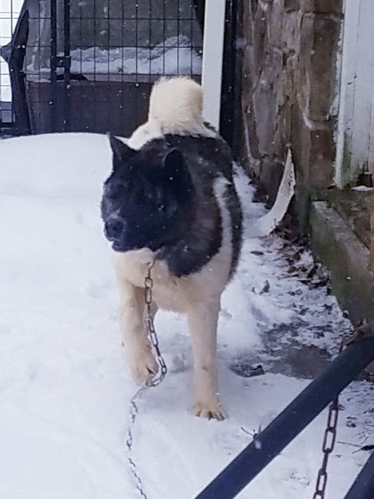 Demi, an Akita tested with EmbarkVet.com