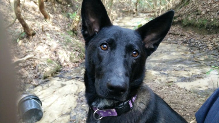 Jessie dog, a German Shepherd Dog and Labrador Retriever mix tested with EmbarkVet.com