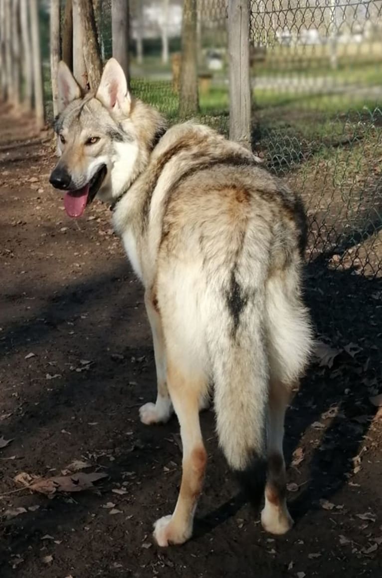 Prince of the Wolves Wild Instinct Kennel, a Czechoslovakian Vlcak tested with EmbarkVet.com
