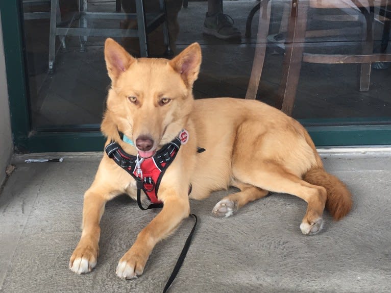 Dune, a Siberian Husky and Belgian Sheepdog mix tested with EmbarkVet.com