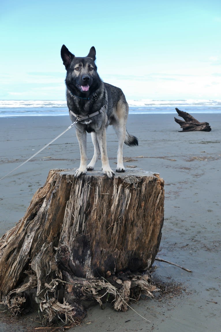 Kodiak, a Caucasian Ovcharka and German Shepherd Dog mix tested with EmbarkVet.com