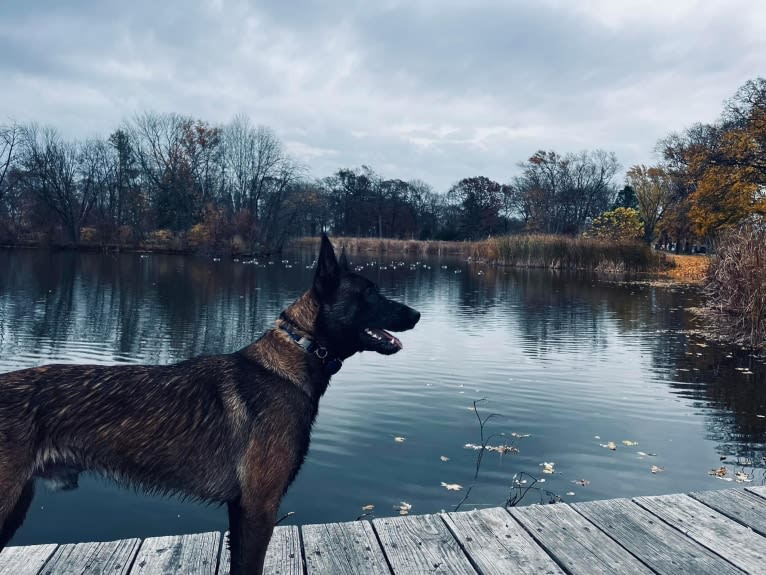 Valor, a Belgian Shepherd tested with EmbarkVet.com