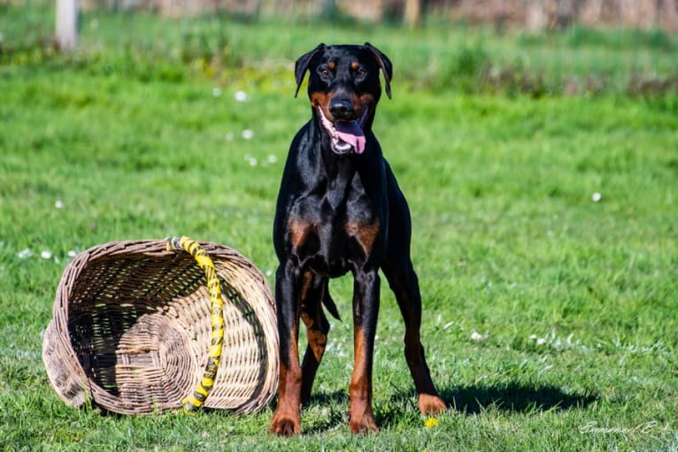 Roreck, a Doberman Pinscher tested with EmbarkVet.com