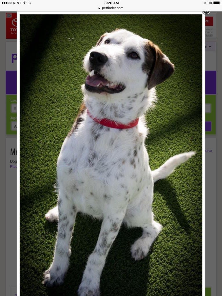 Sherlock, an Australian Cattle Dog and Poodle (Standard) mix tested with EmbarkVet.com