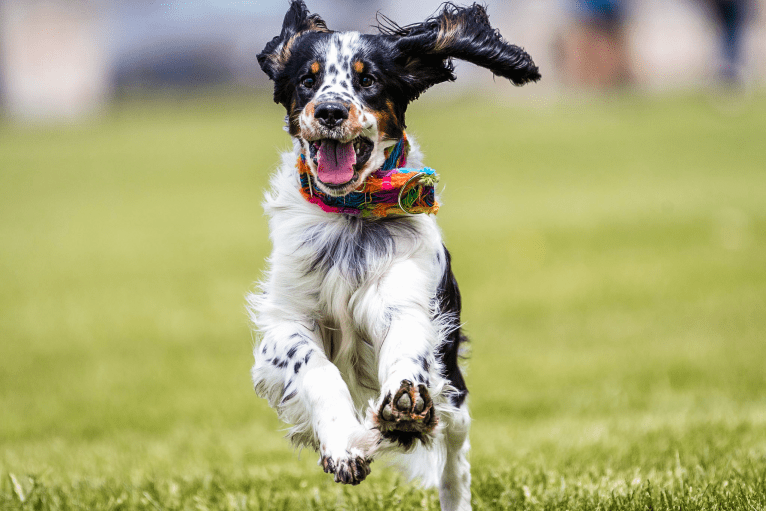 Kimber, an English Springer Spaniel tested with EmbarkVet.com