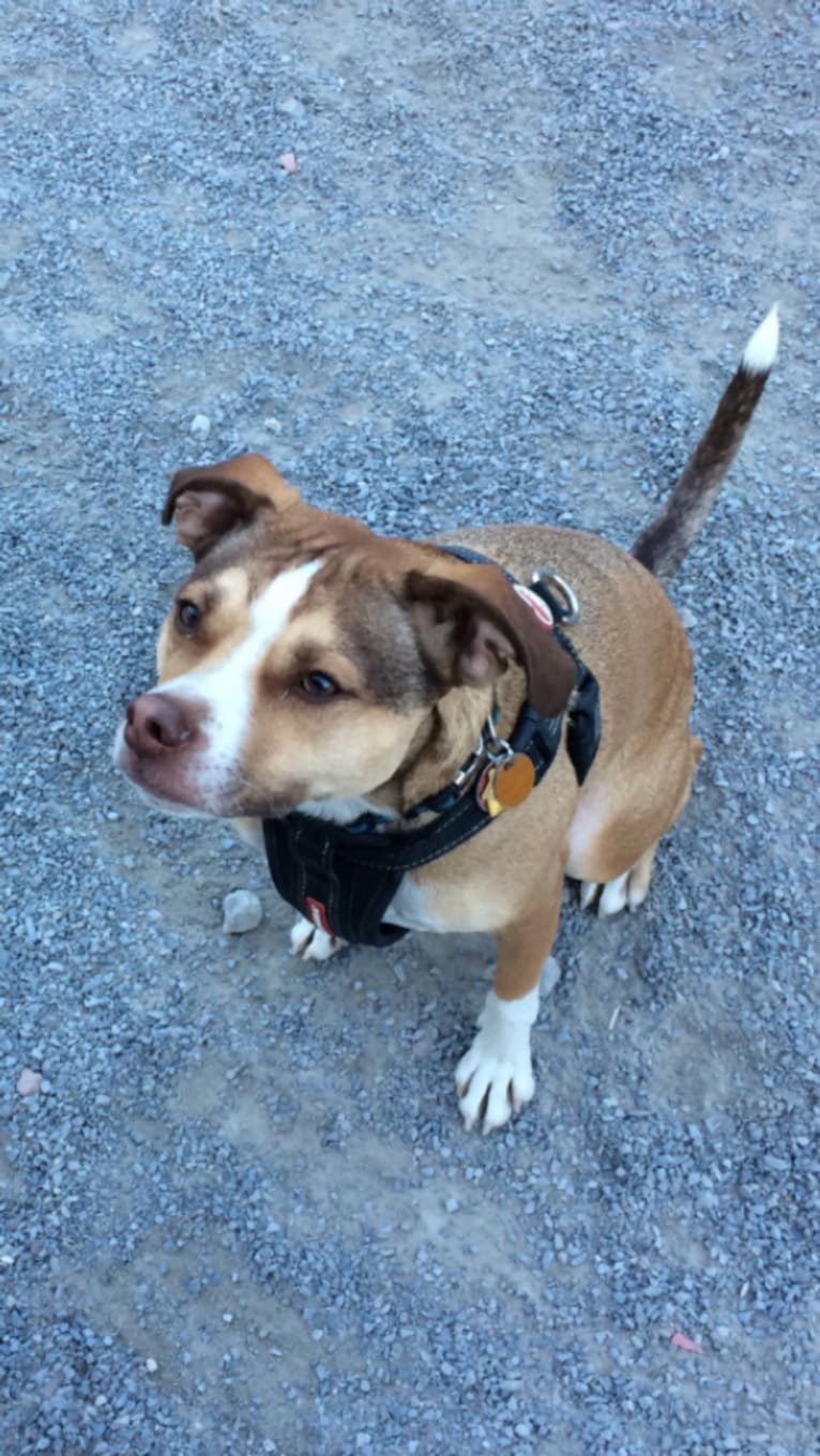 Bagel, a Chihuahua and American Pit Bull Terrier mix tested with EmbarkVet.com