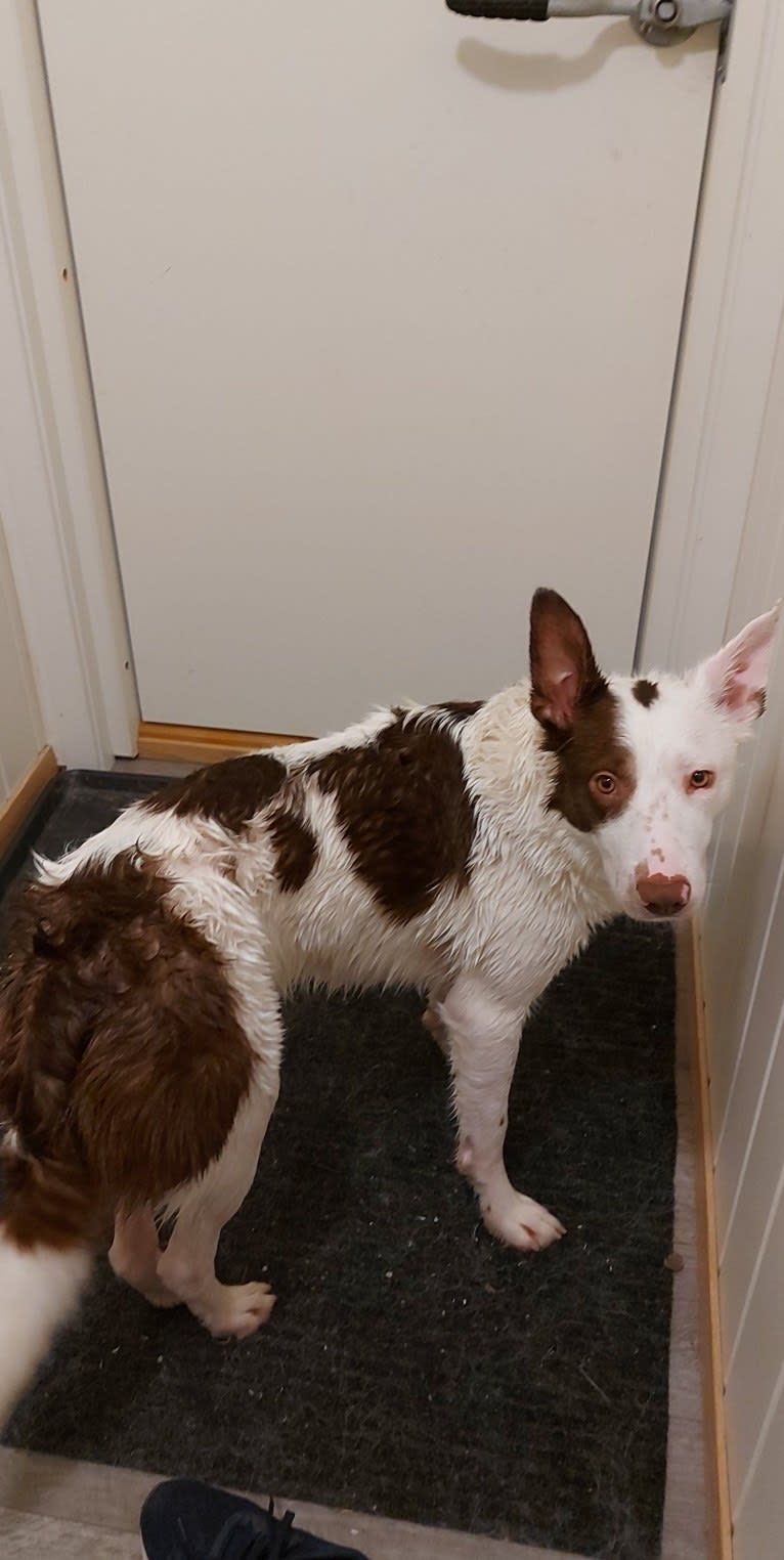 Myles, a Border Collie tested with EmbarkVet.com