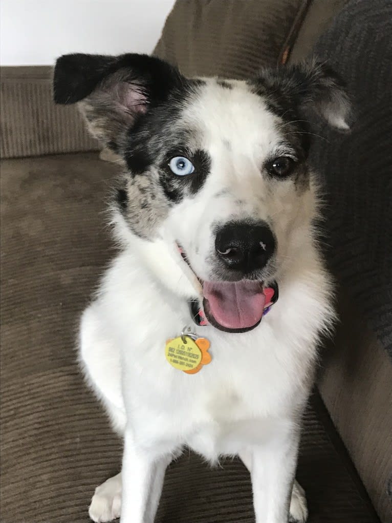 Sugar, a Great Pyrenees and Border Collie mix tested with EmbarkVet.com