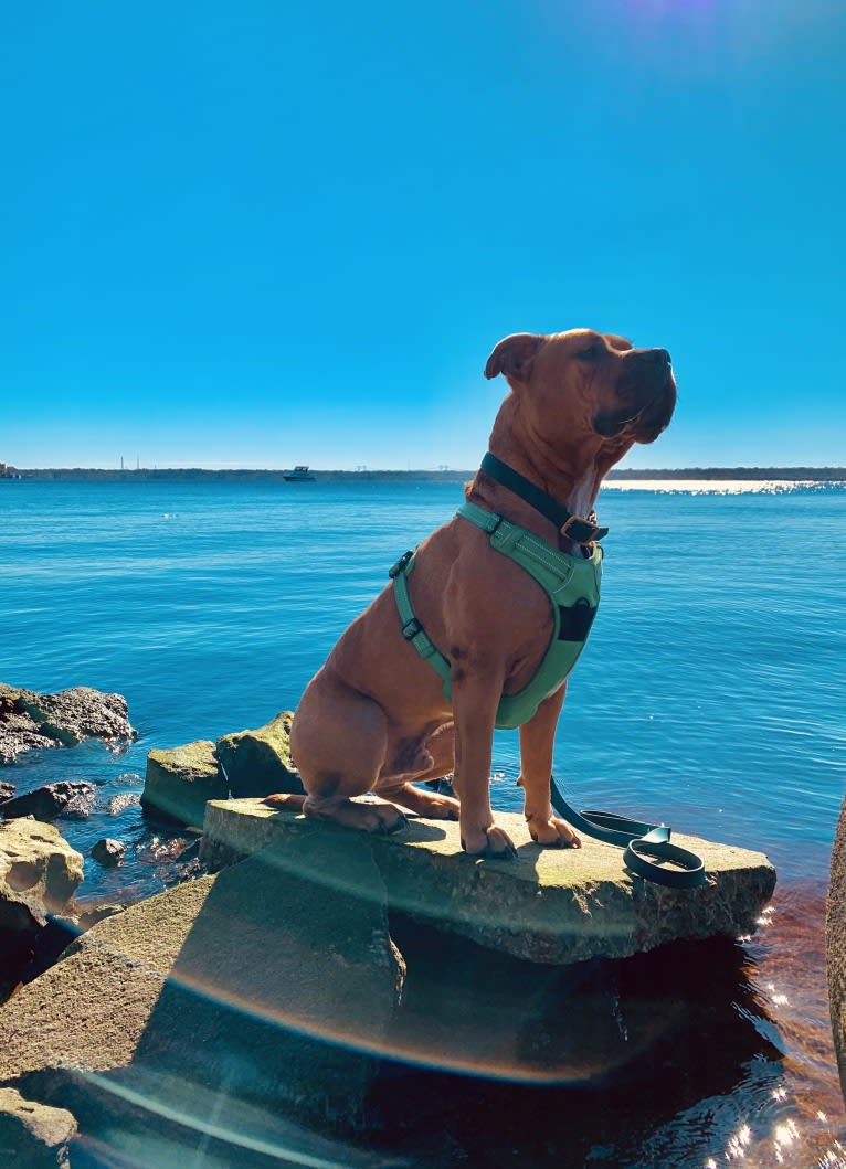 Gus, an American Bully and American Bulldog mix tested with EmbarkVet.com