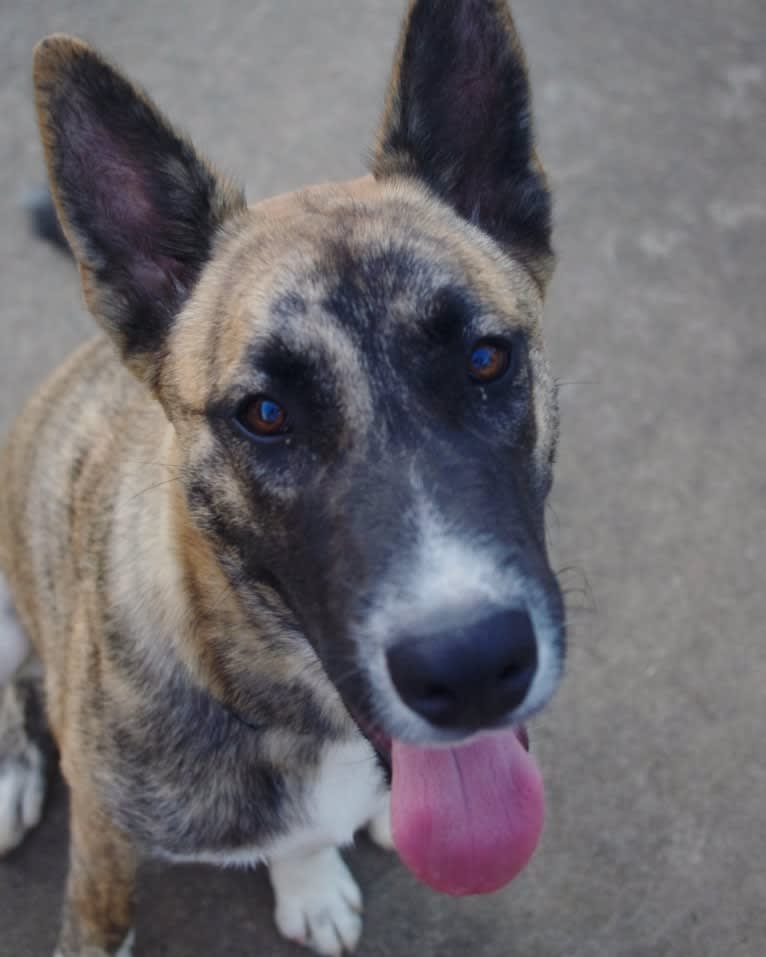 Moose, a Siberian Husky and Alaskan Malamute mix tested with EmbarkVet.com