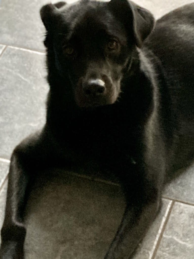 Saint, a Labrador Retriever and German Shepherd Dog mix tested with EmbarkVet.com