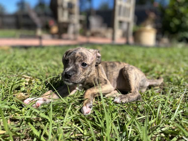 Kiwi, an American Pit Bull Terrier and Chihuahua mix tested with EmbarkVet.com