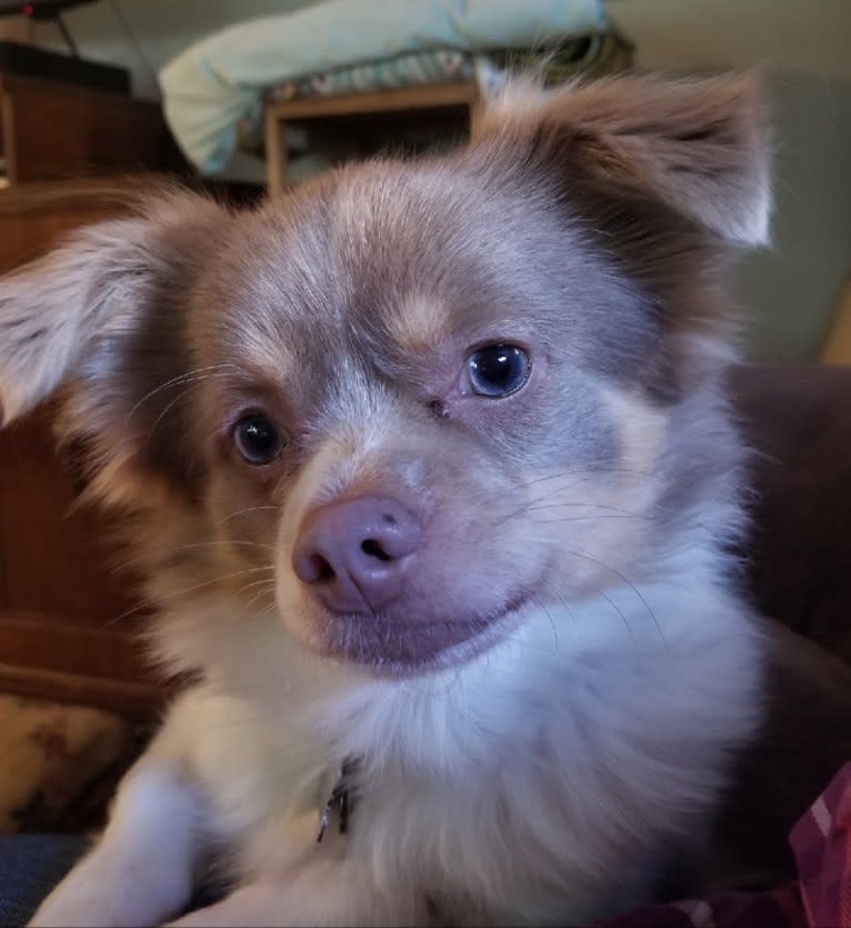 Kevin, a Chihuahua and Japanese Chin mix tested with EmbarkVet.com
