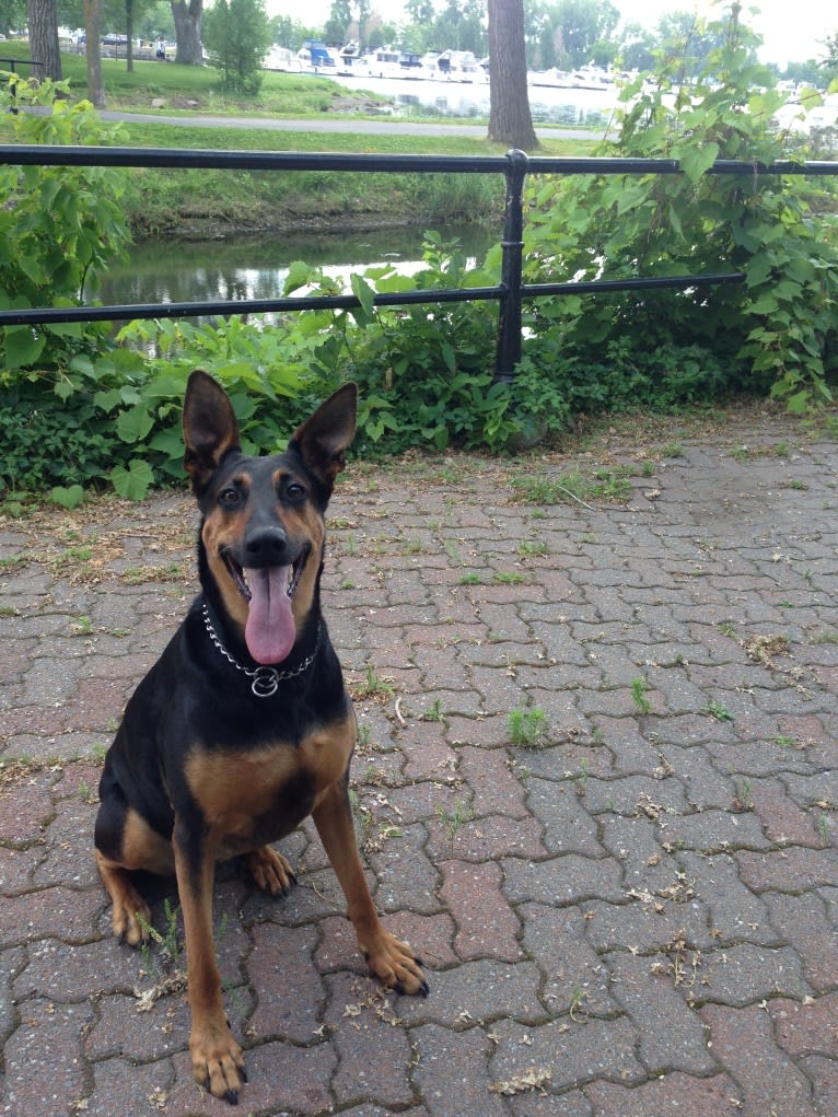 Sky, a Doberman Pinscher and German Shepherd Dog mix tested with EmbarkVet.com