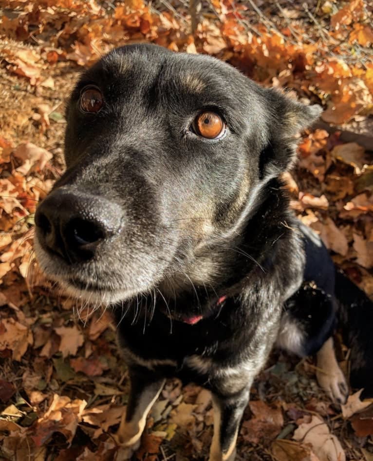 Laika, a Siberian Husky and Border Collie mix tested with EmbarkVet.com