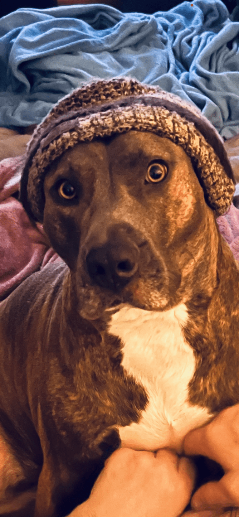 Rosie, an American Pit Bull Terrier tested with EmbarkVet.com