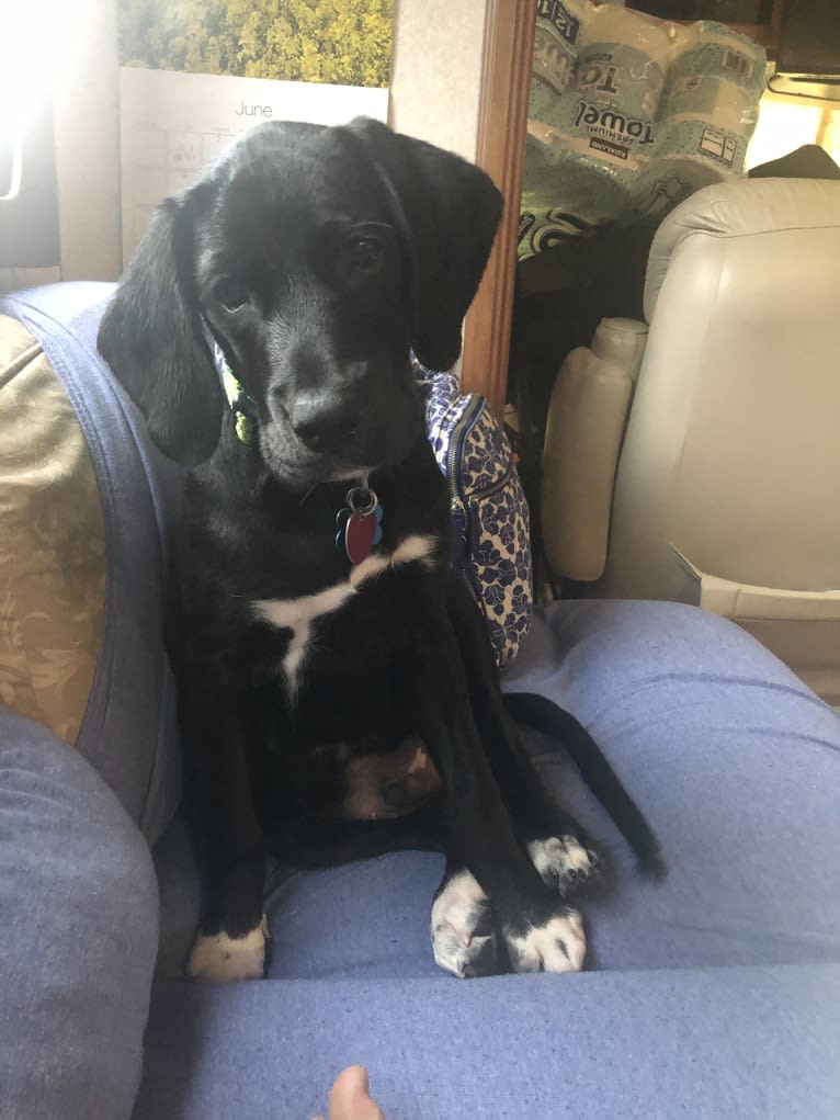 Huck, a German Shorthaired Pointer and Golden Retriever mix tested with EmbarkVet.com