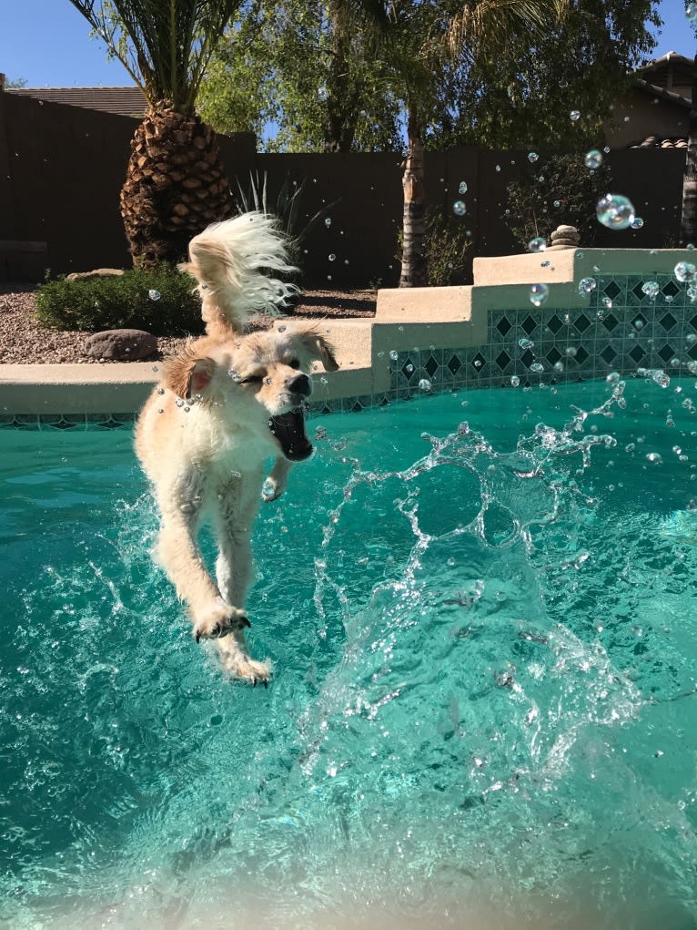 Sammy, a Cocker Spaniel and Poodle (Small) mix tested with EmbarkVet.com