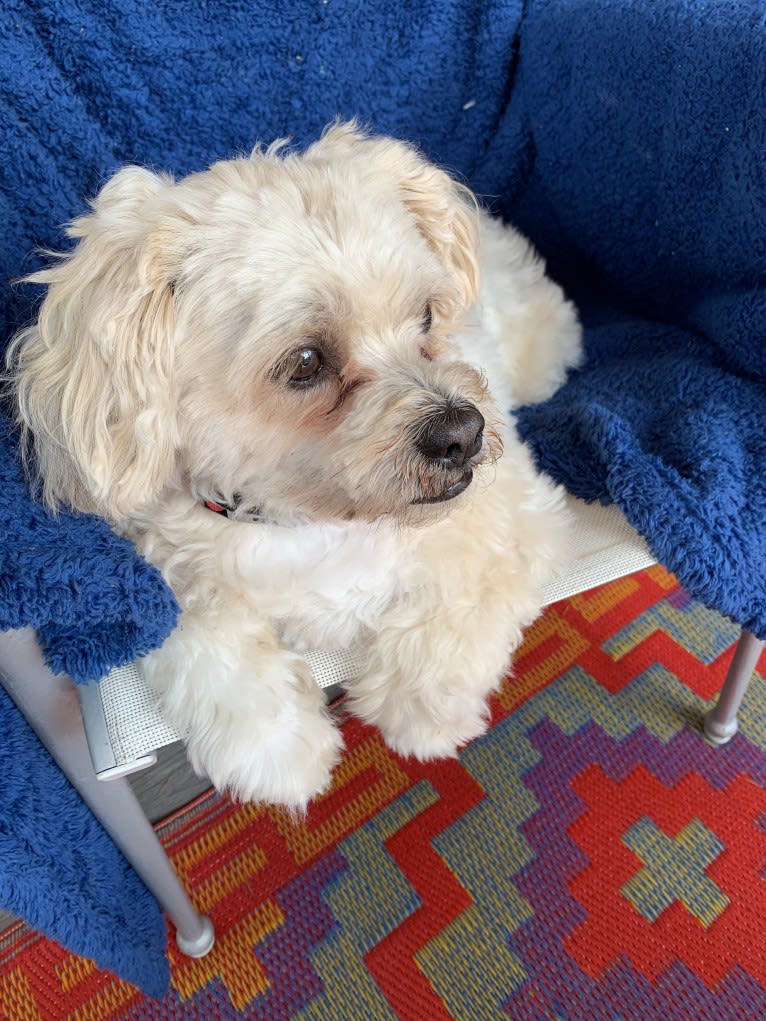 Buddha, a Shih Tzu and Chihuahua mix tested with EmbarkVet.com