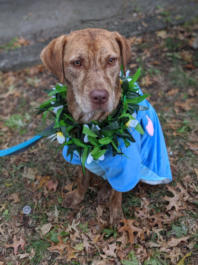 Koopa, an American Pit Bull Terrier and Plott mix tested with EmbarkVet.com