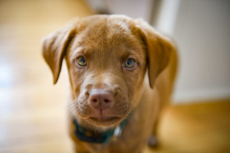 Frankie, an Australian Cattle Dog and Labrador Retriever mix tested with EmbarkVet.com