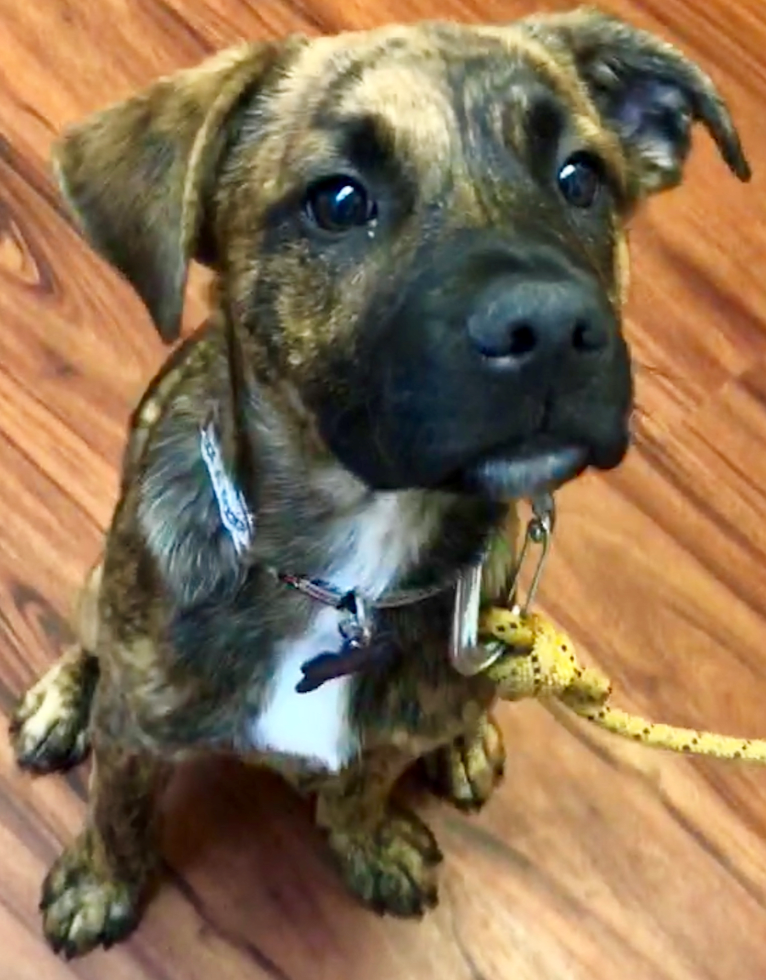 American staffy cross german shepherd clearance