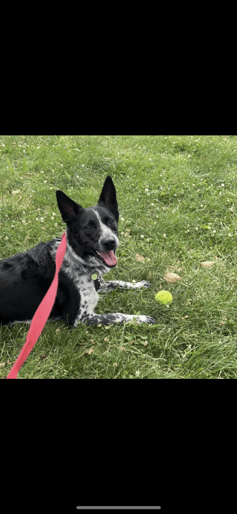 Daffy, an Australian Shepherd and Australian Cattle Dog mix tested with EmbarkVet.com