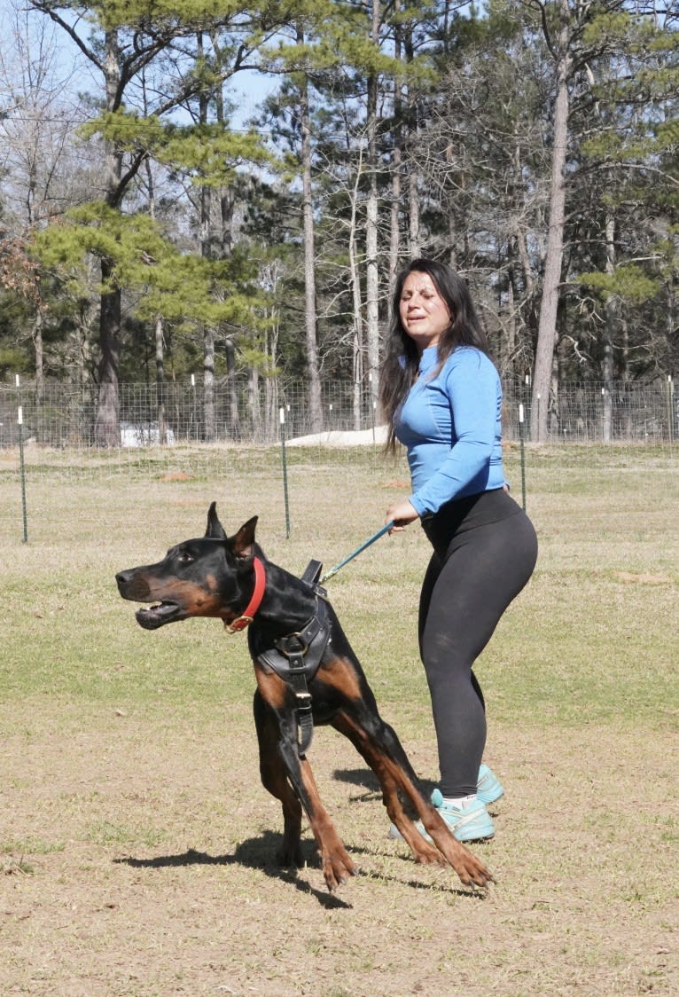 Duke, a Doberman Pinscher tested with EmbarkVet.com